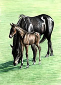 Standardbred, Equine Art - Bright Sun